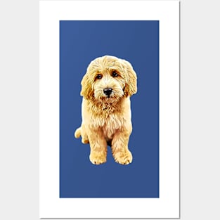 Goldendoodle Cute Puppy Eyes! Posters and Art